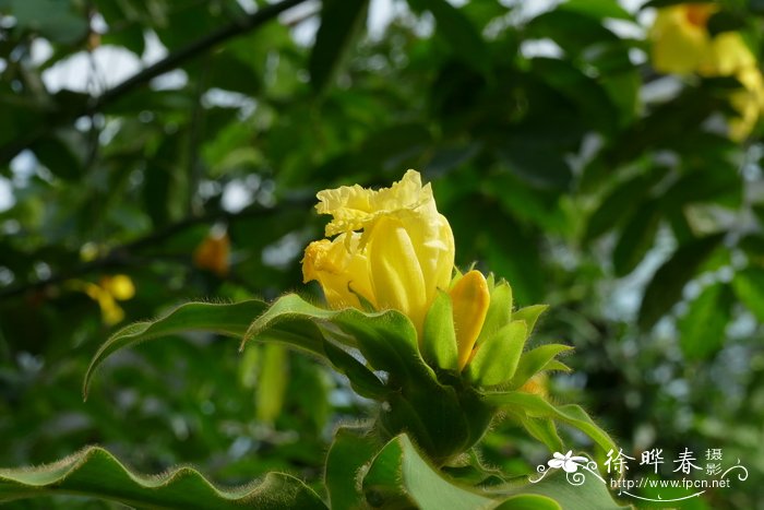 柔毛闭鞘姜 Costus villosissimus