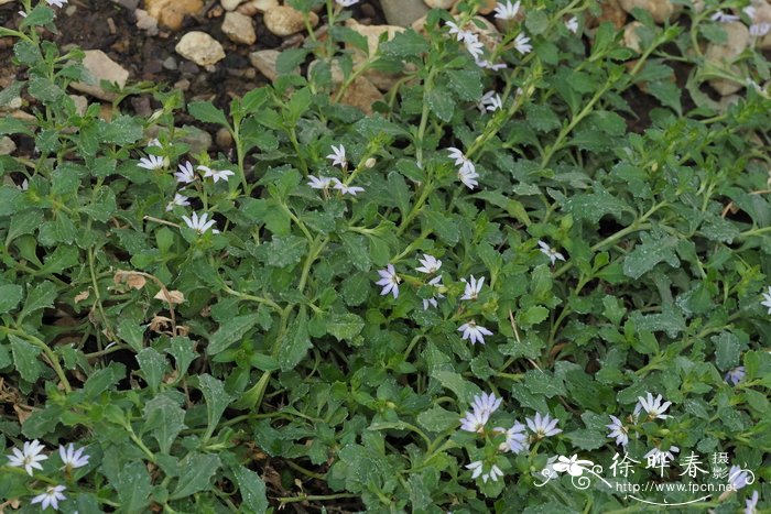 虎克草海桐Scaevola hookeri