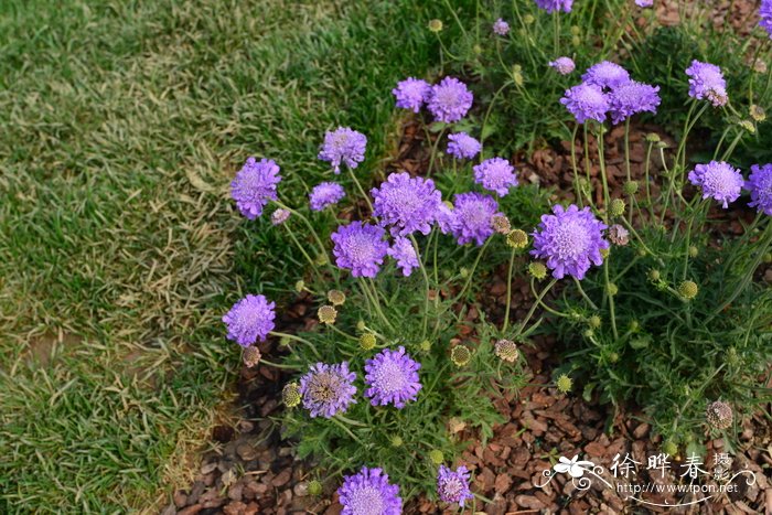 蓝蝶鸽子蓝盆花Scabiosa columbaria 'Butterfly Blue'