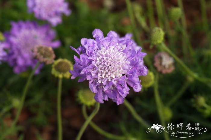 蓝蝶鸽子蓝盆花Scabiosa columbaria 'Butterfly Blue'