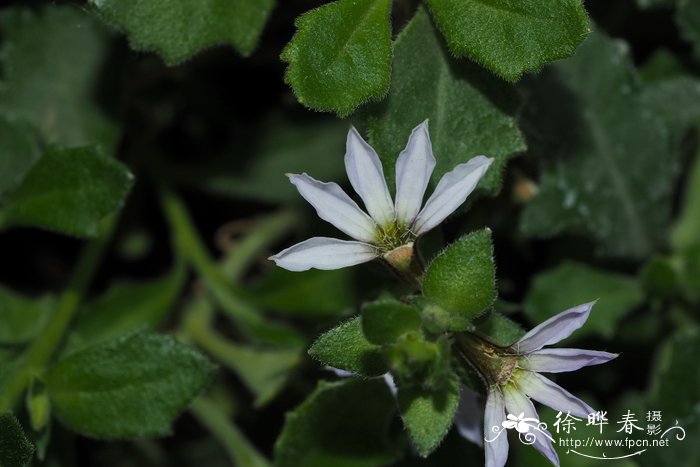 虎克草海桐Scaevola hookeri