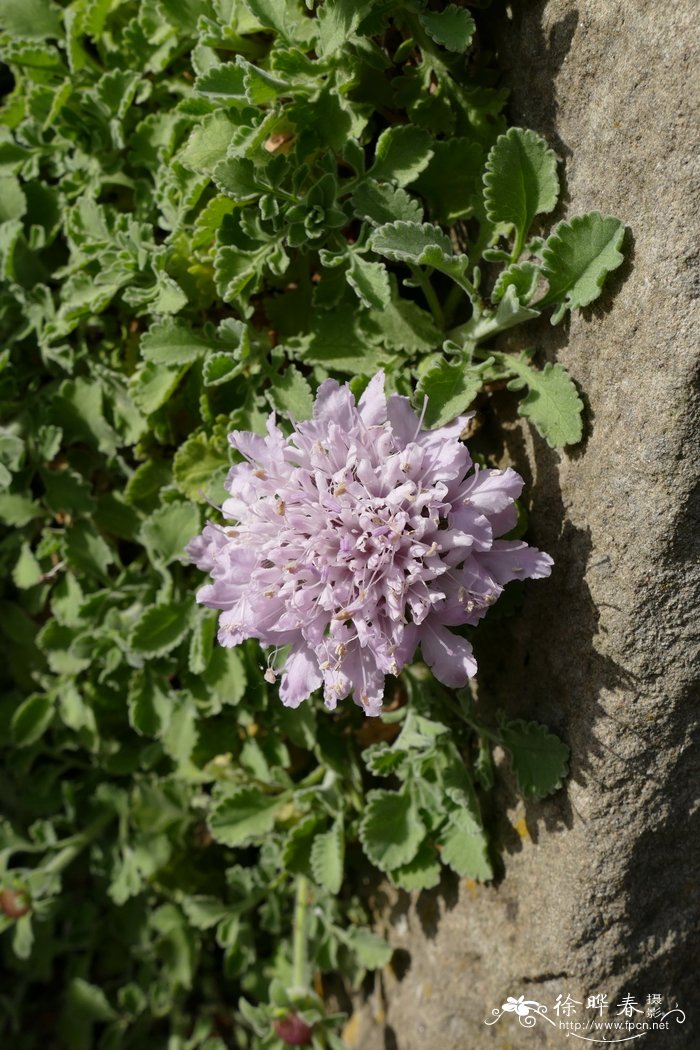 粉叶蓝盆花Scabiosa farinosa