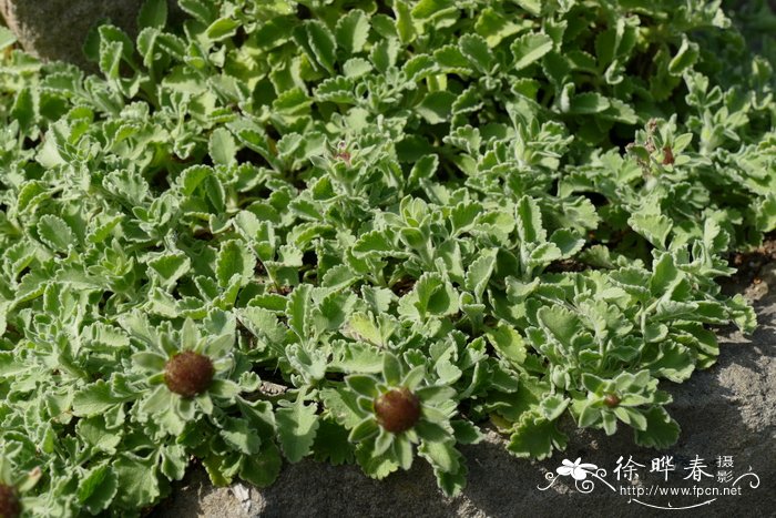 粉叶蓝盆花Scabiosa farinosa