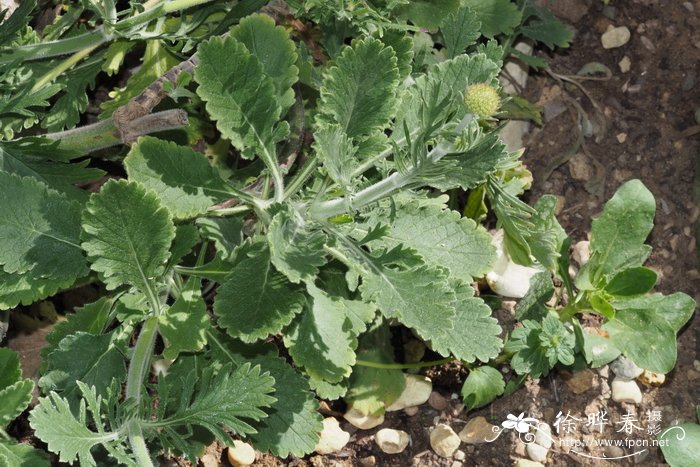 锐裂蓝盆花Scabiosa incisa