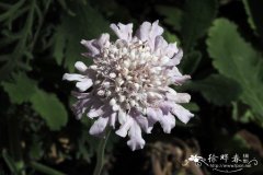 锐裂蓝盆花Scabiosa incisa