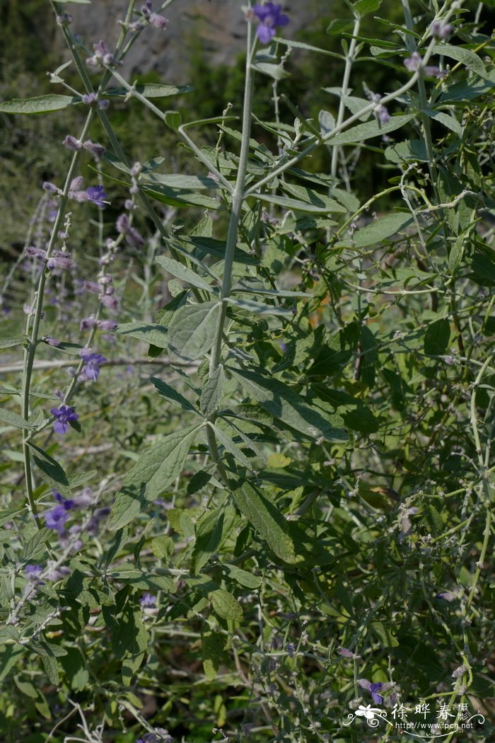 分药花Perovskia abrotanoides