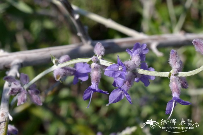 分药花Perovskia abrotanoides