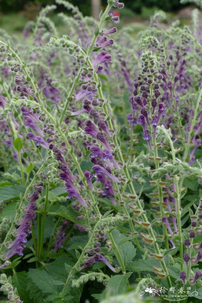 盔状黄芩 Scutellaria galericulata