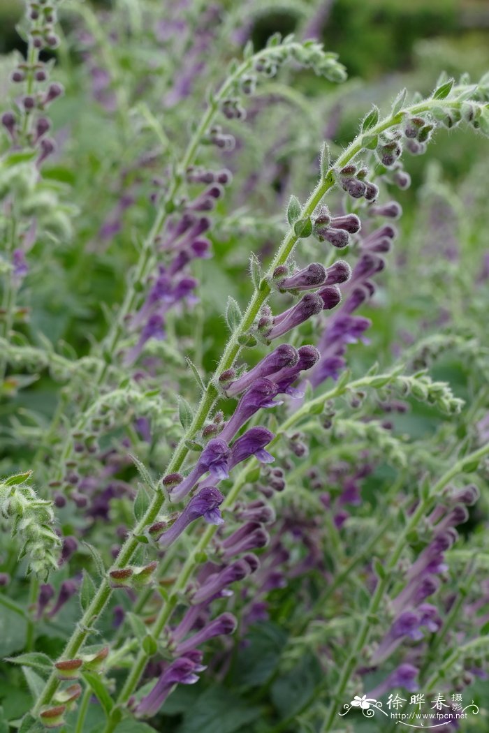 盔状黄芩 Scutellaria galericulata