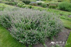 盔状黄芩 Scutellaria galericulata