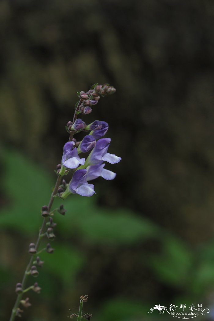 海南黄芩Scutellaria hainanensis