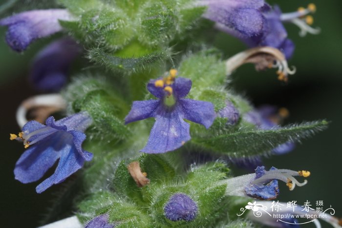 大籽筋骨草Ajuga macrosperma