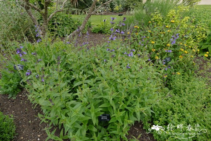 康藏荆芥Nepeta prattii