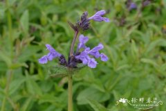 康藏荆芥Nepeta prattii