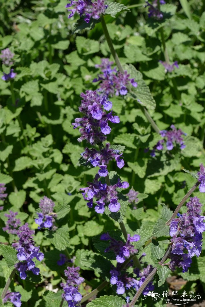 总花猫薄荷Nepeta racemosa