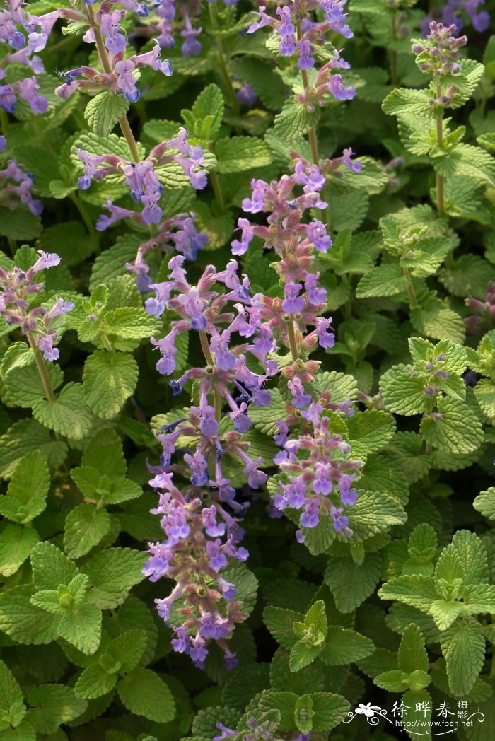 蓝色忧伤荆芥Nepeta 'Walker's Low'