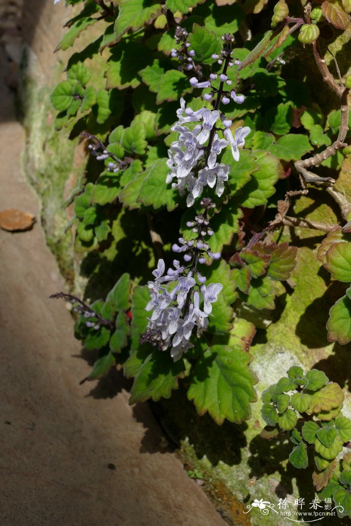 Plectranthus ernstii