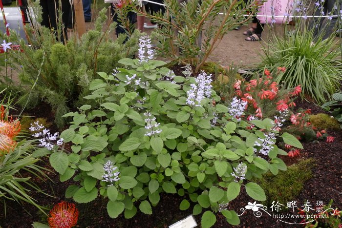 祖鲁香茶菜Plectranthus zuluensis