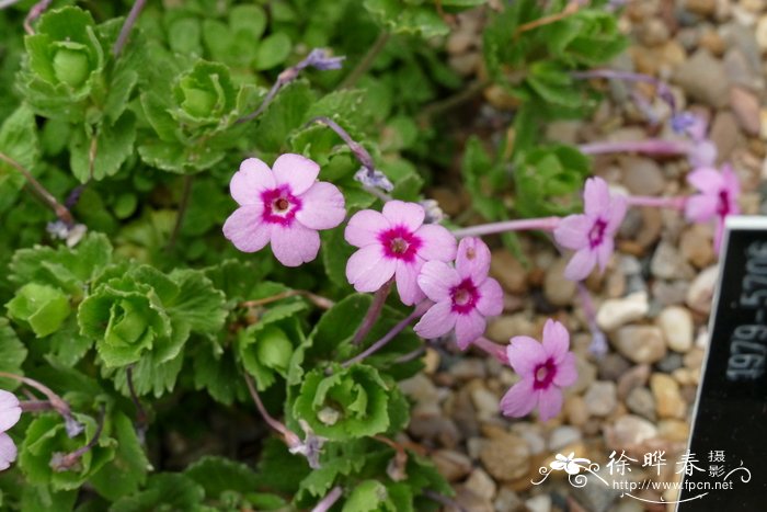 总苞垫报春 Dionysia involucrata