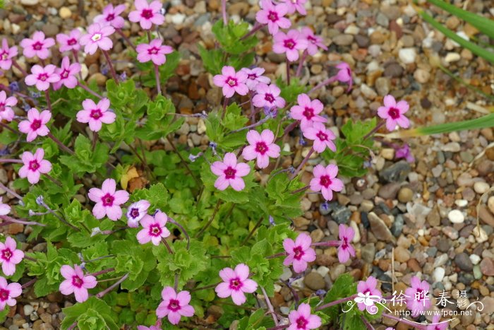 总苞垫报春 Dionysia involucrata