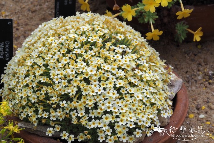 '马利克'垫报春 Dionysia 'Marika'