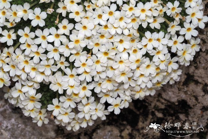 '马利克'垫报春 Dionysia 'Marika'