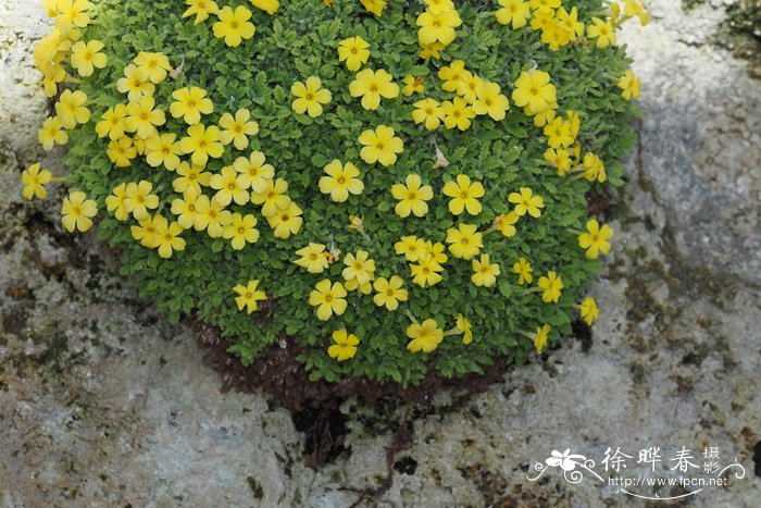 Dionysia zagrica