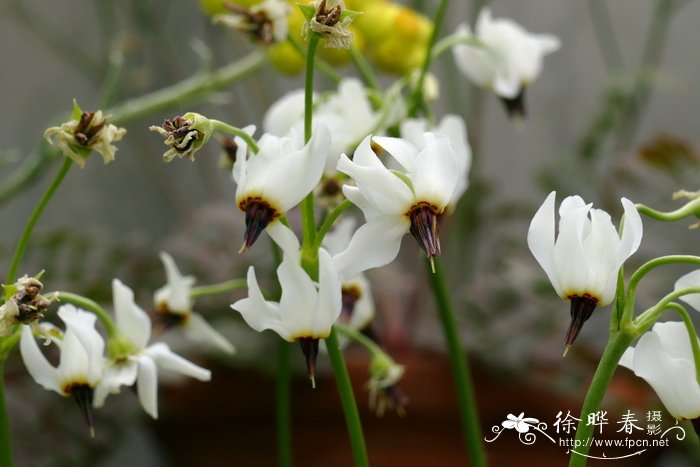 齿叶流星报春Dodecatheon dentatum