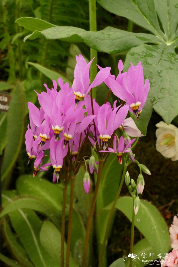 流星报春 Dodecatheon meadia