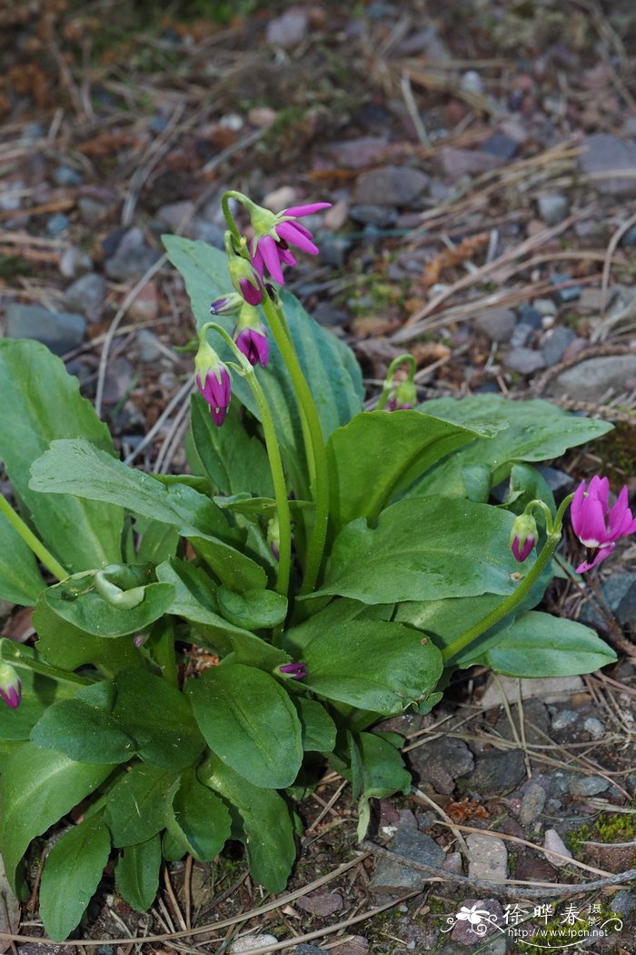 美丽流星报春Dodecatheon pulchellum