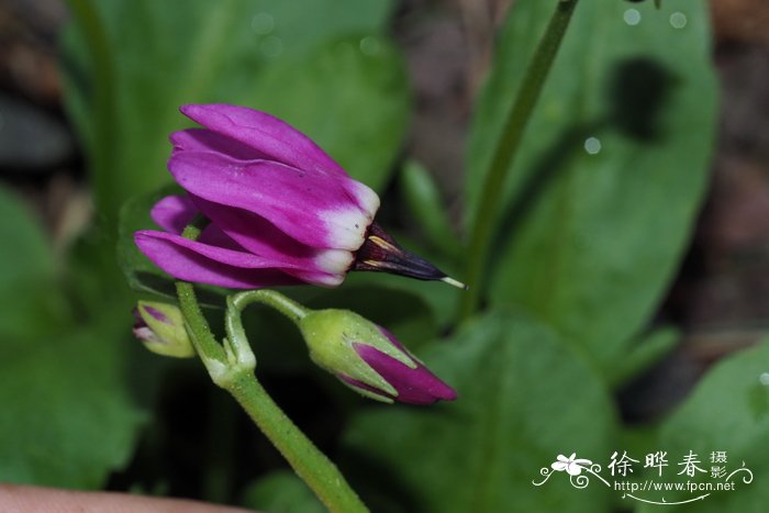 美丽流星报春Dodecatheon pulchellum