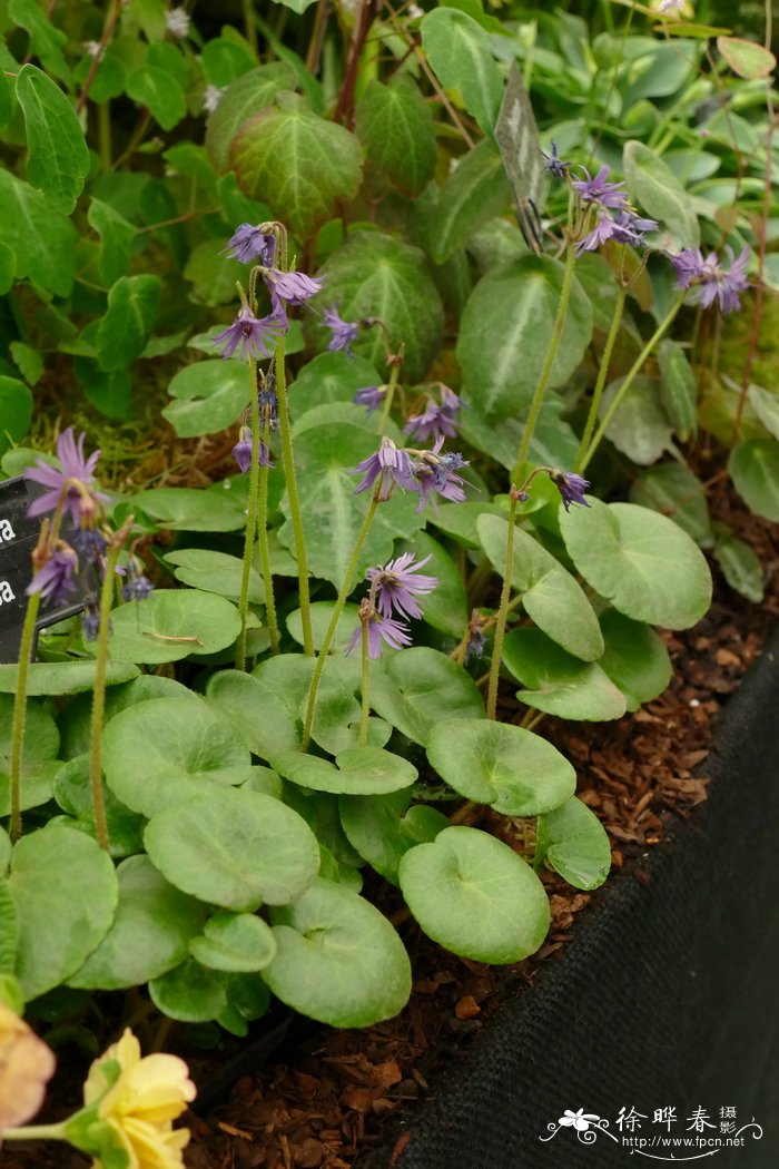 柔毛雪铃花Soldanella villos