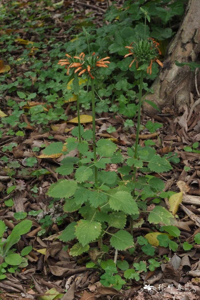 荆芥叶狮耳花Leonotis nepetifolia