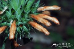 荆芥叶狮耳花Leonotis nepetifolia