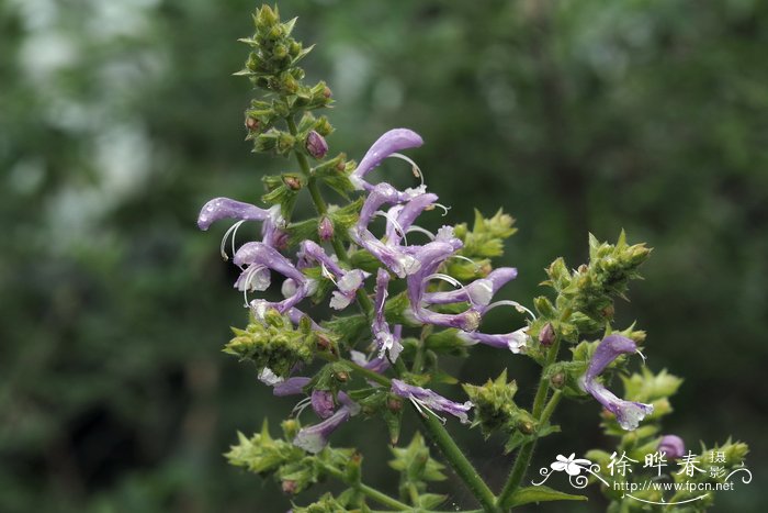 加那利鼠尾草Salvia canariensis