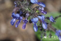 一支箭 Salvia discolor