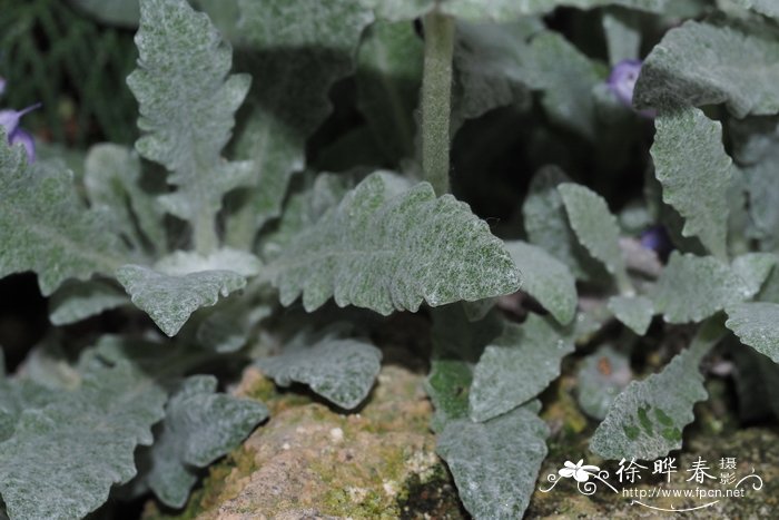 渐蓝鼠尾草Salvia cyanescens