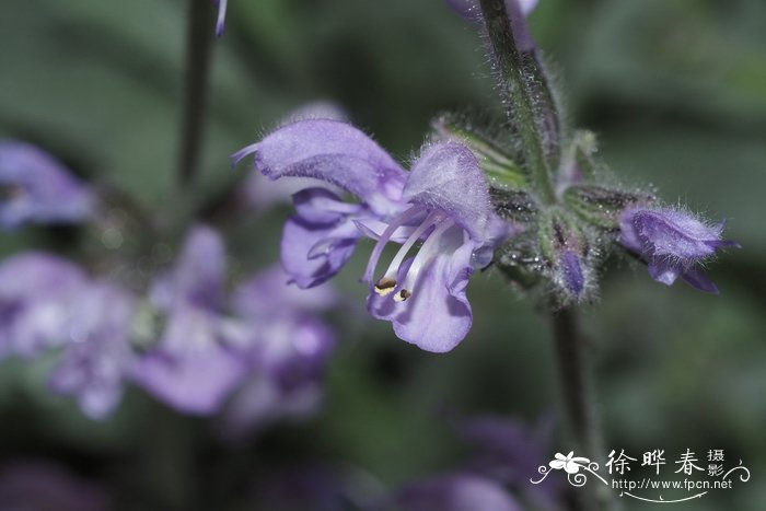 渐蓝鼠尾草Salvia cyanescens