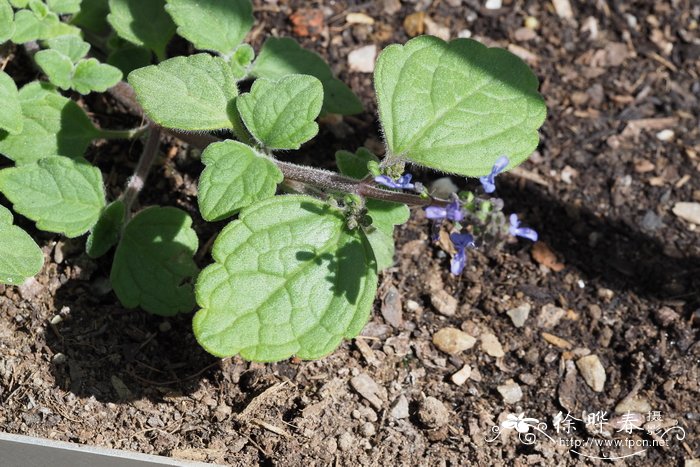 一支箭 Salvia discolor