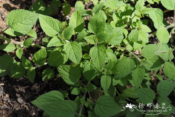 凤梨鼠尾草Salvia elegans