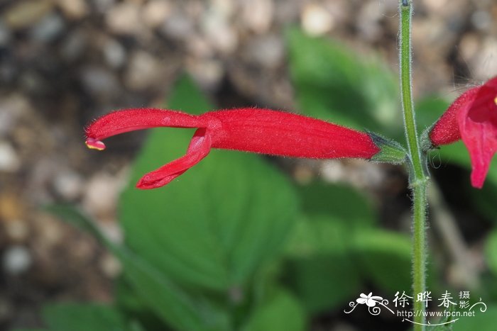 凤梨鼠尾草Salvia elegans