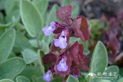 多茎鼠尾草Salvia multicaulis