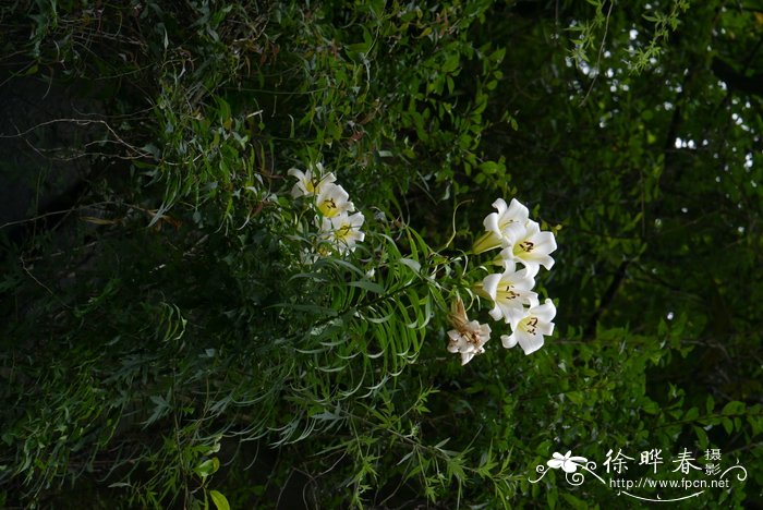 宜昌百合Lilium leucanthum