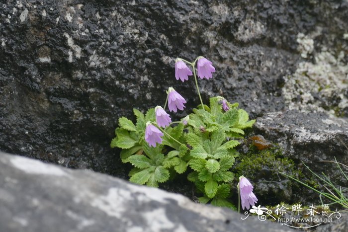 俯垂粉报春 Primula nutantiflora