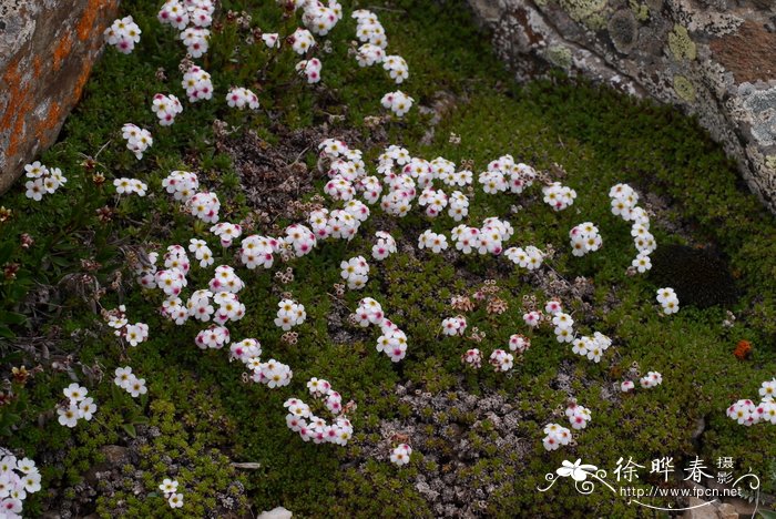 雅江点地梅Androsace yargongensis