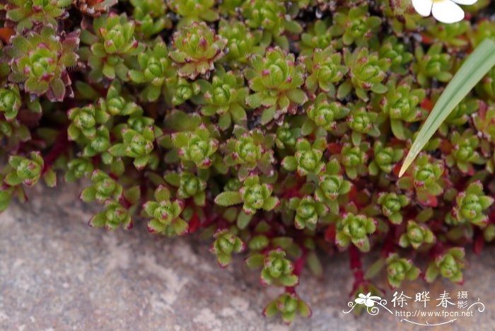 雅江点地梅Androsace yargongensis