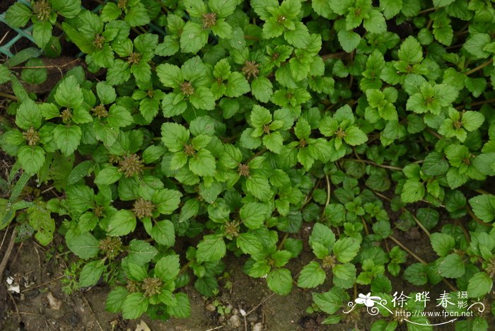 细风轮菜Clinopodium gracile