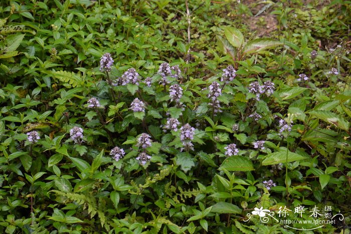 紫背金盘Ajuga nipponensis