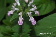 草石蚕 Stachys affinis