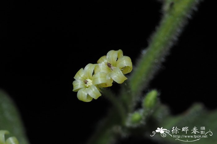 毛果算盘子Glochidion eriocarpum